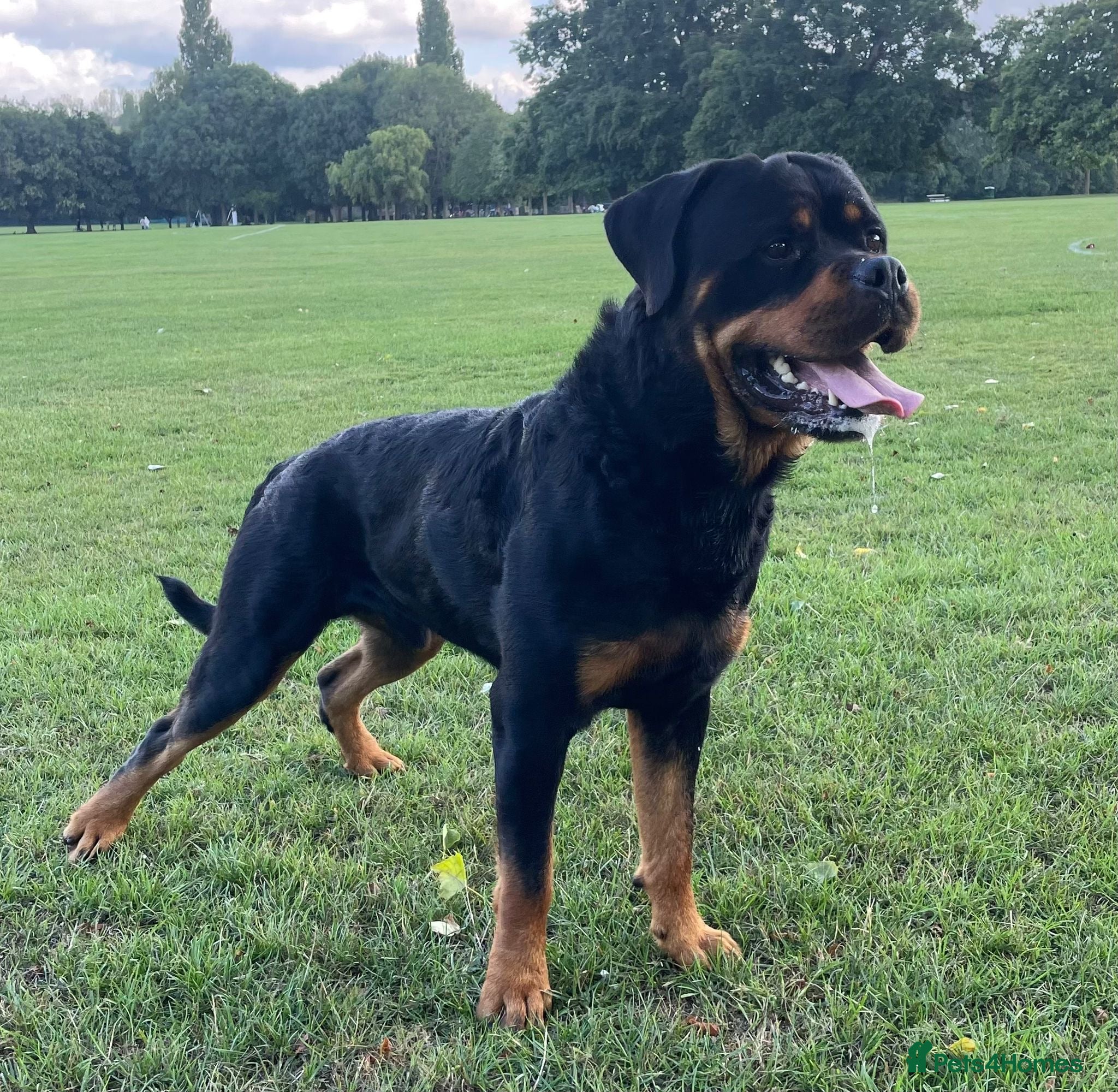 Rottweiler dogs for sale: Gorgeous chunky girl  - Advert 8