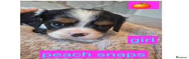 King Charles Spaniel Puppy 6