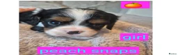 King Charles Spaniel dogs for sale: 6 beautiful king charles cavalier puppies - Advert 7