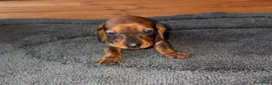 Miniature Dachshund 6