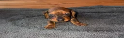 Miniature Dachshund dogs for sale: 6 beautiful minature dachshund puppy’s for sale 😍 in Borehamwood - Advert 7