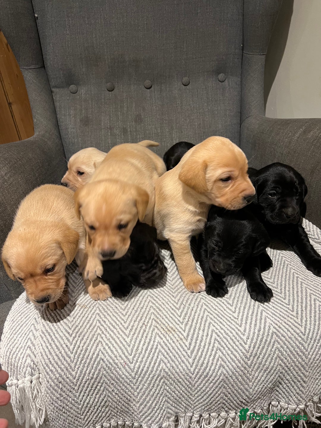 Labrador Retriever dogs for sale: 1 golden/ yellow boy Labrador puppies left - Advert 23