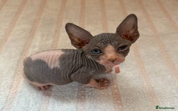 Sphynx cats for sale: Four beautiful Sphynx kittens for sale 🤍 - Image 9