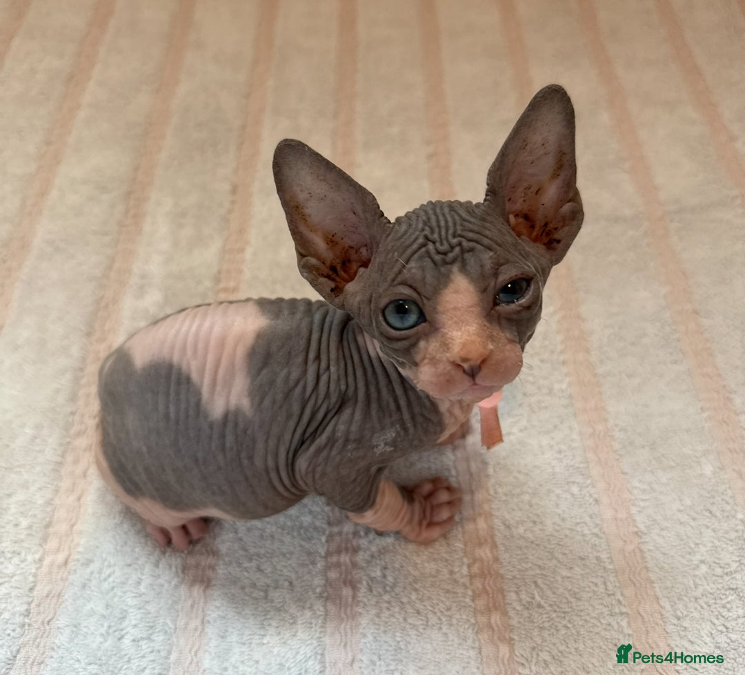 Sphynx cats for sale: Four beautiful Sphynx kittens for sale 🤍 - Image 9