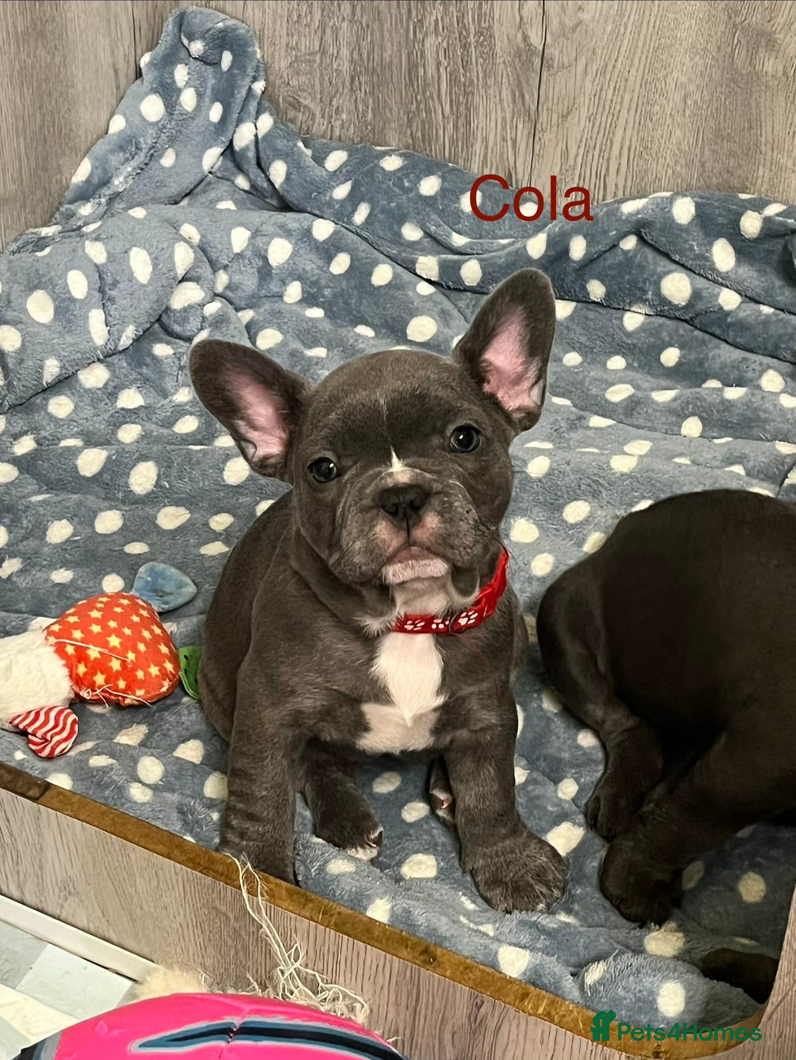 French Bulldog dogs Lovely Frenchies  - Advert 17