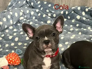 French Bulldog dogs Lovely Frenchies - Advert 17