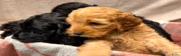 Cockapoo dogs for sale: 🐾 **Beautiful Miniature F1b Cockapoo Puppies **🐾 - Advert 17
