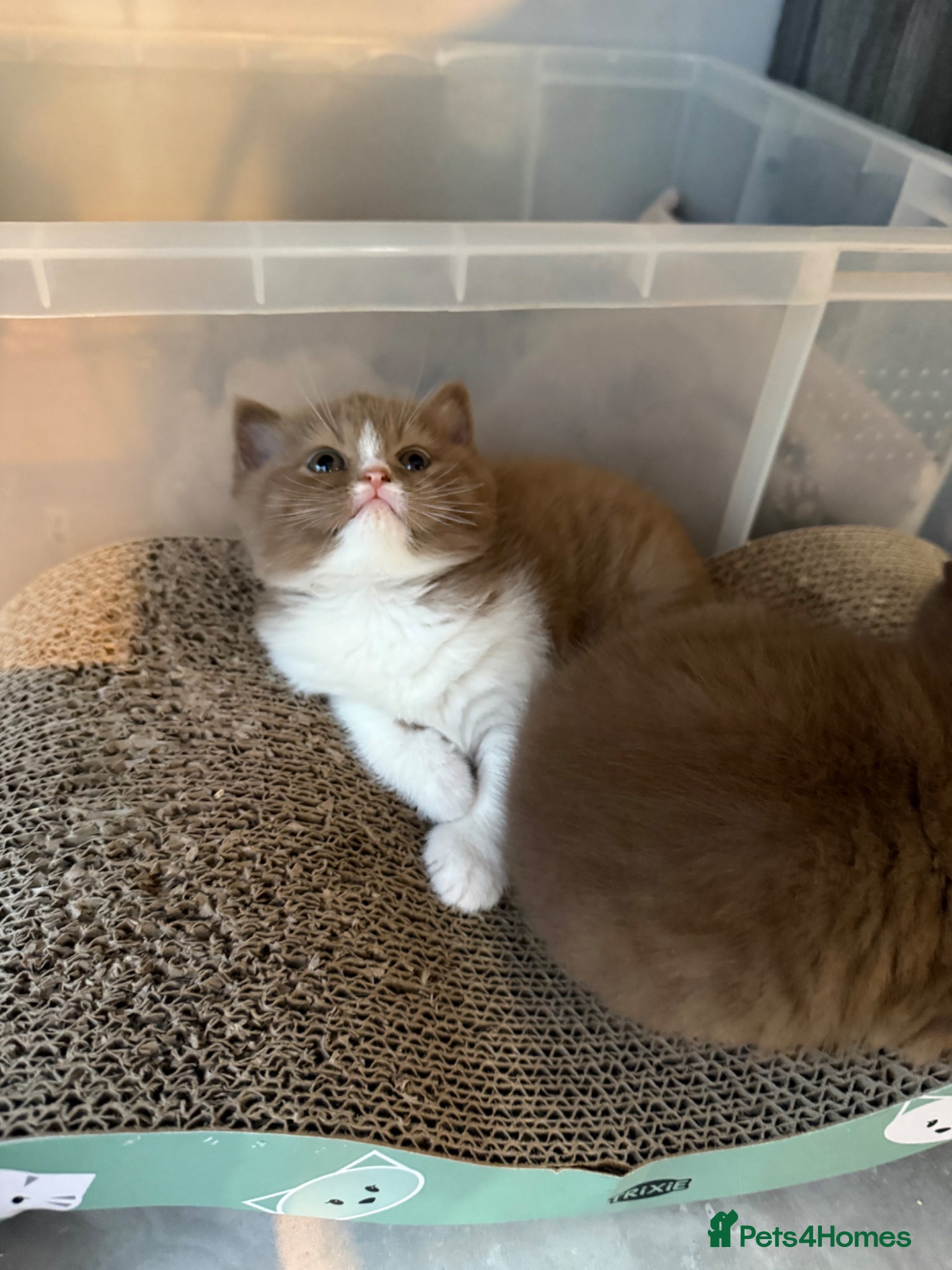 British Shorthair cats Non Active register  - Advert 2