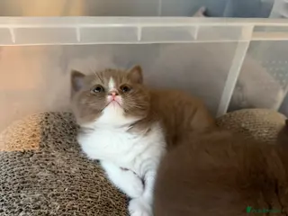 British Shorthair cats Non Active register - Advert 2