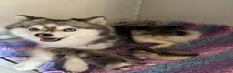 Pomsky dogs for sale: Pomsky Puppies - Advert 15