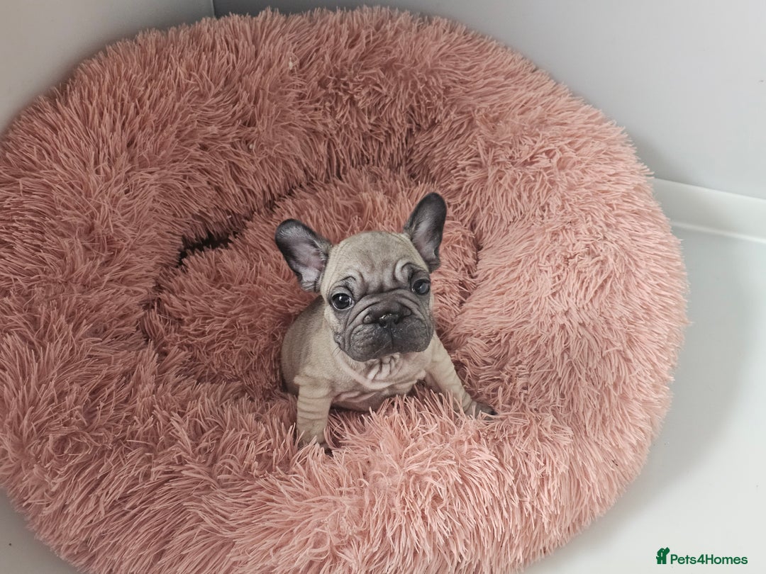 French Bulldog dogs for sale: Beautiful Velvet French Bulldog Puppies - Image 5