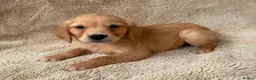 Golden Retriever dogs for sale: 1girl💕 ready to leave golden retrievers 🐶 - Advert 9