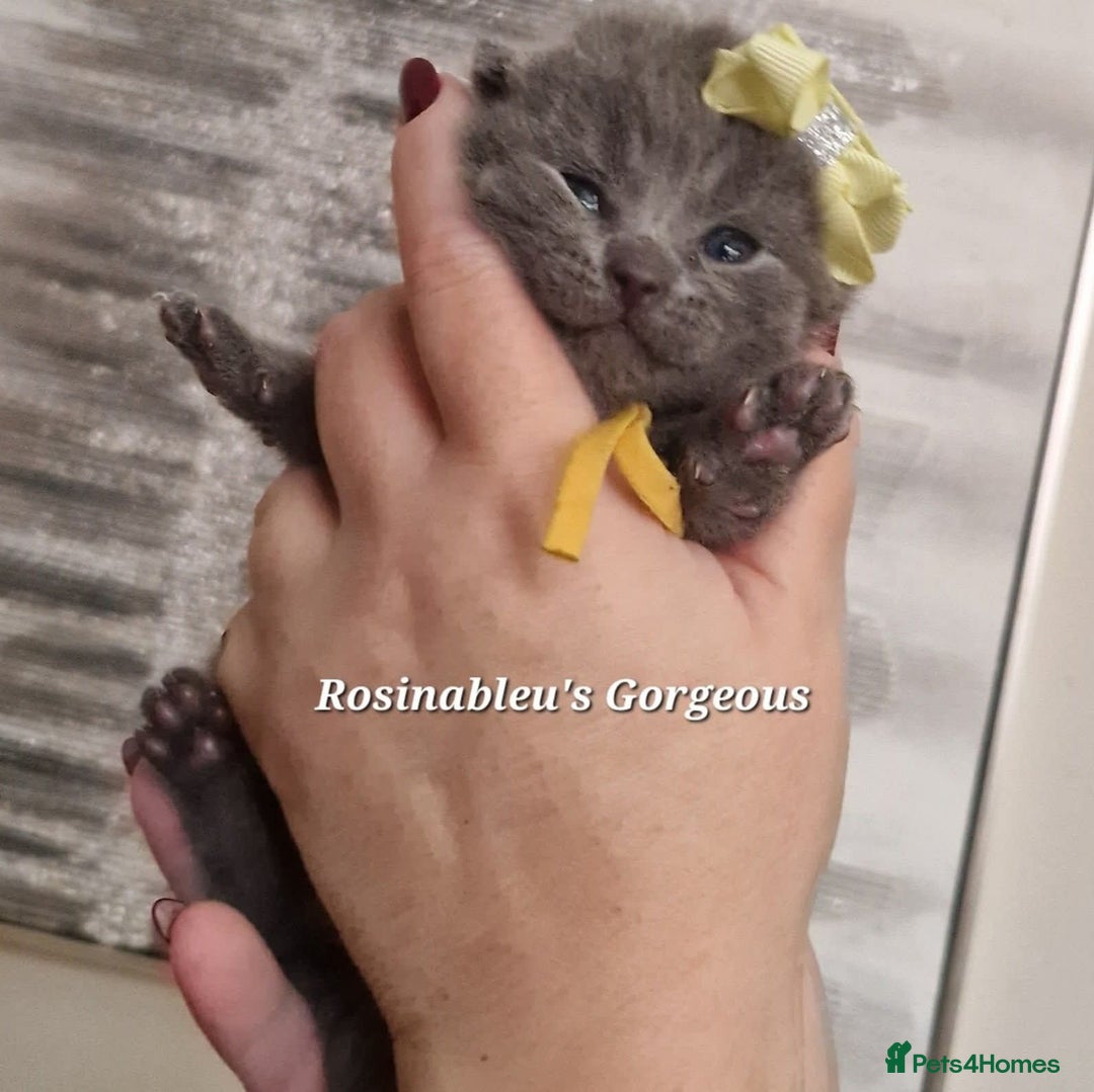 British Shorthair cats for sale:  Gccf British shorthair kittens champion lines 🏆 - Advert 24