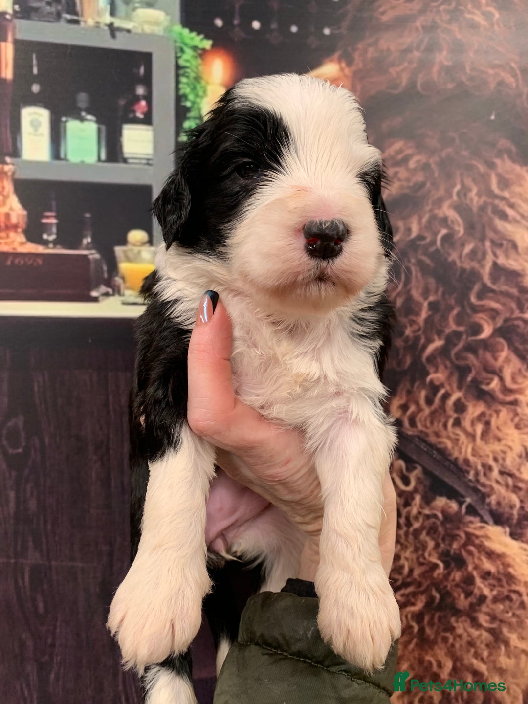 Sheepadoodle dogs for sale: Medium Sheepadoodle Puppies Available  - Image 11