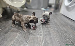 French Bulldog dogs for sale: French bulldog puppies  - Advert 27
