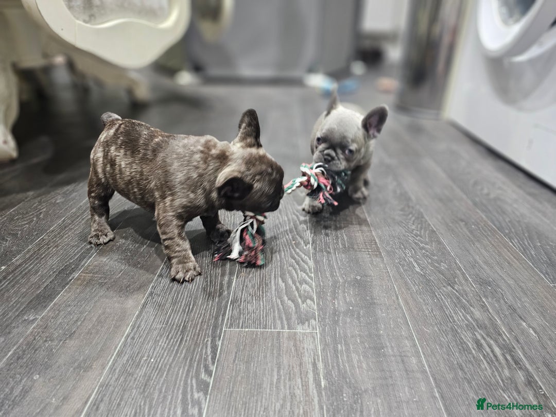 French Bulldog dogs for sale: French bulldog puppies  - Advert 27