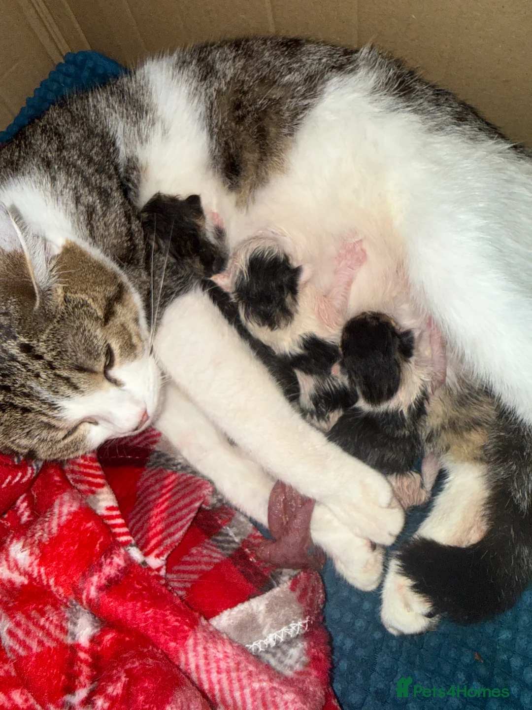 American Shorthair cats for sale: American shorthair  - Advert 1