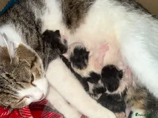 American Shorthair cats American shorthair - Advert 5