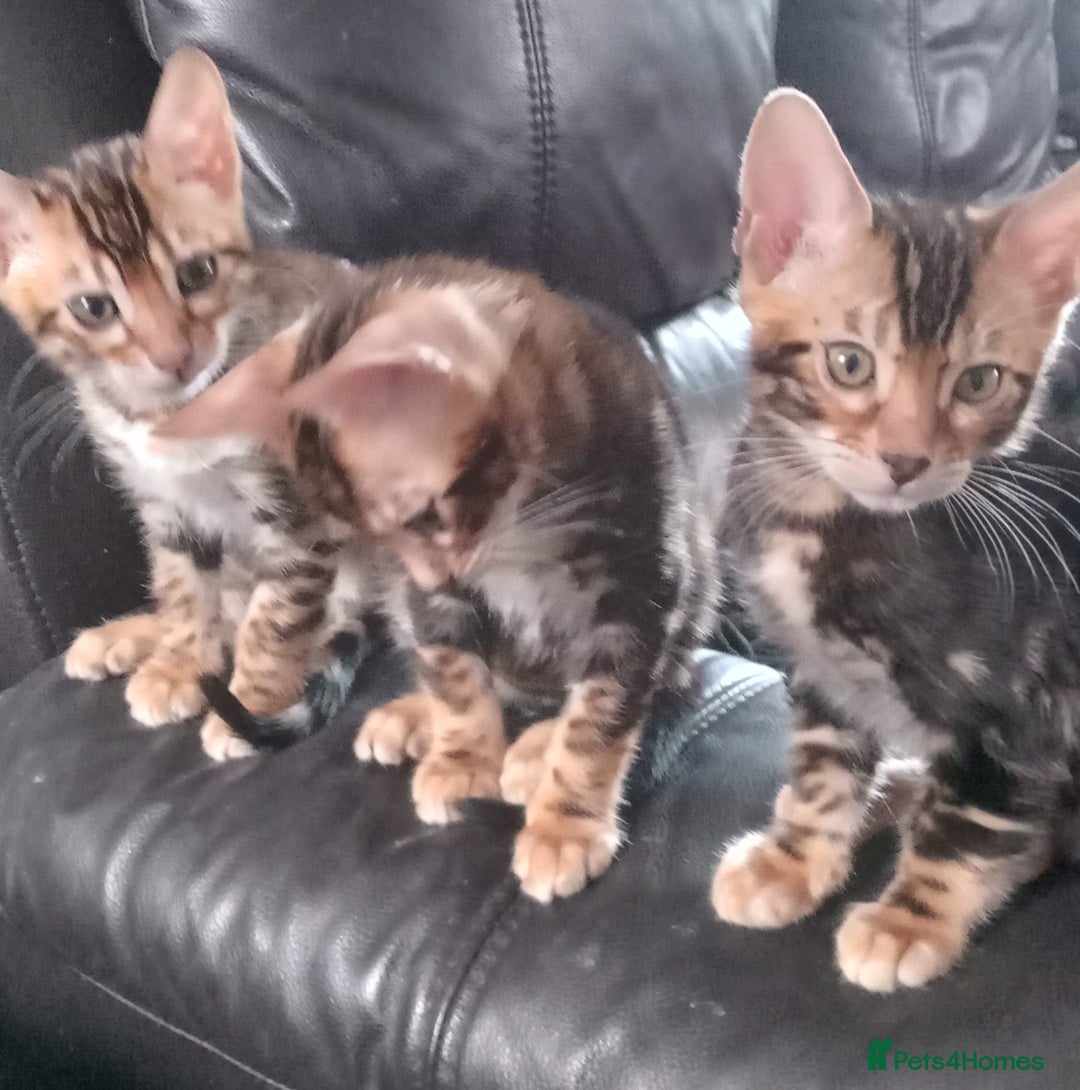 Bengal cats for sale: Pedigree Bengal Kittens - Image 10