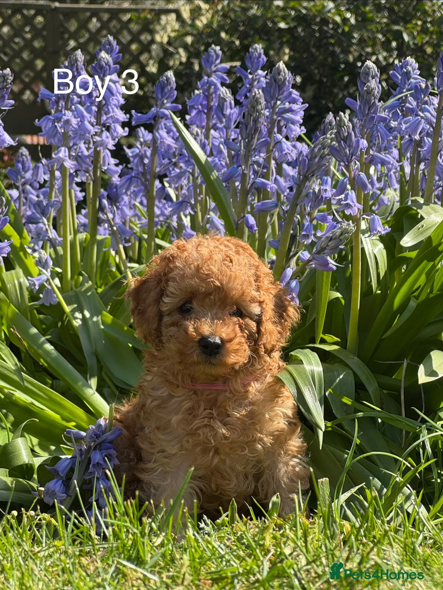 Toy Poodle dogs Toy Poodle Puppies  - Advert 16