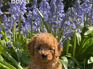 Toy Poodle dogs Toy Poodle Puppies - Advert 17