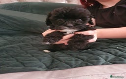 Shihpoo dogs for sale: Outstanding f1 toy shihpoos - Image 8