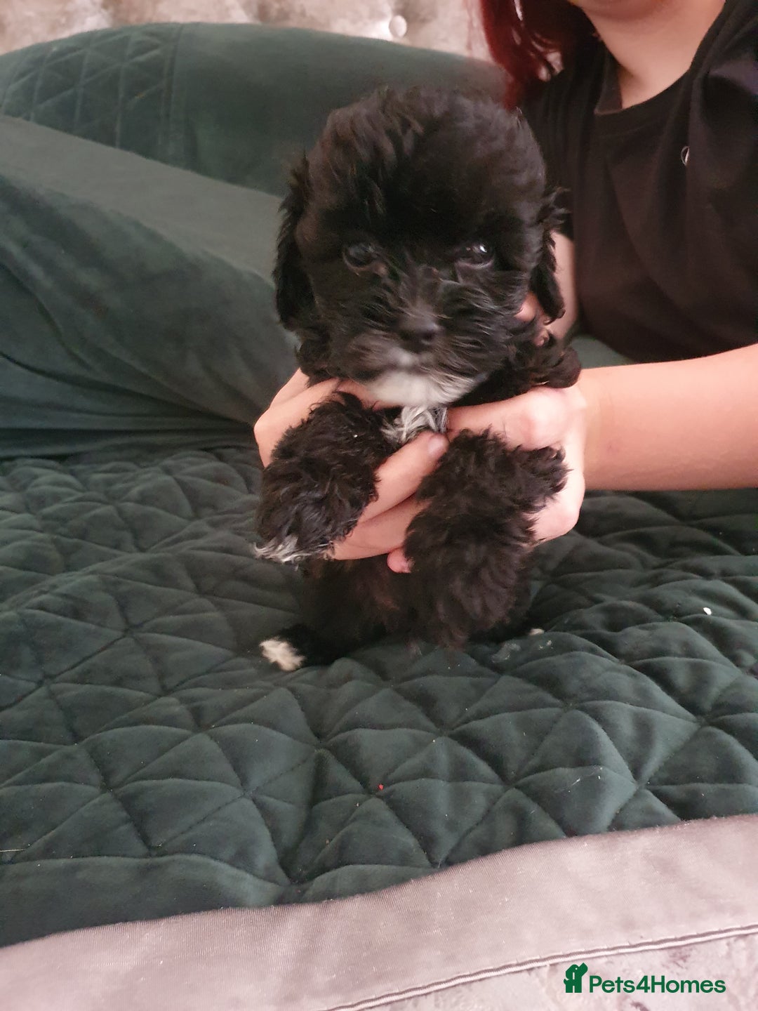 Shihpoo dogs for sale: Outstanding f1 toy shihpoos - Image 8
