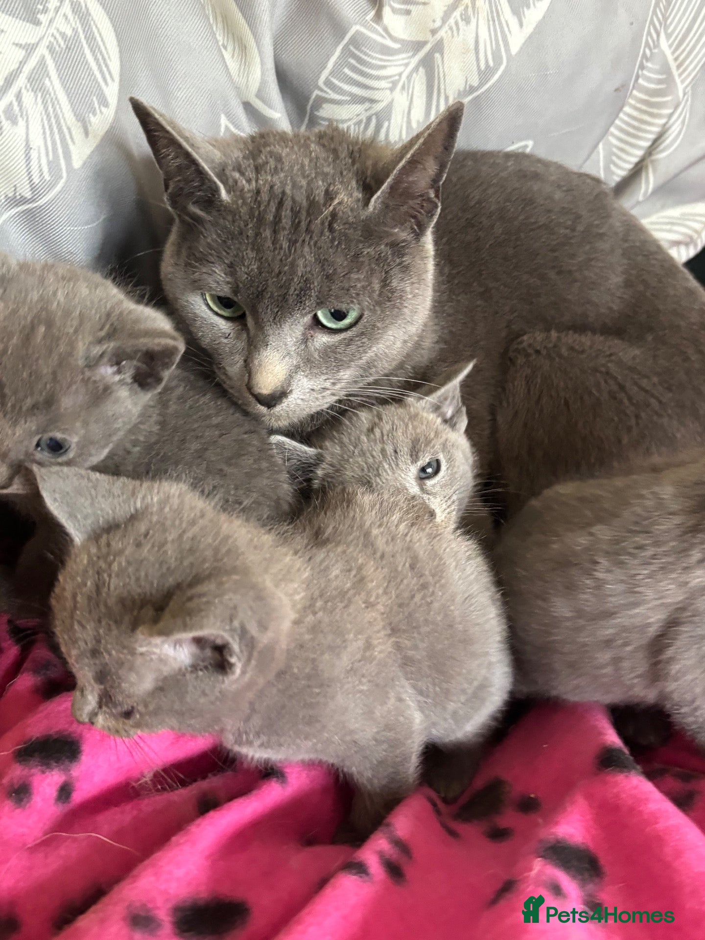 Russian Blue cats Stunning gccf registered Russian blue kittens  - Advert 1