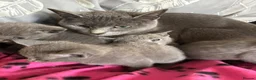 Russian Blue cats for sale: Stunning gccf registered Russian blue kittens  - Advert 1