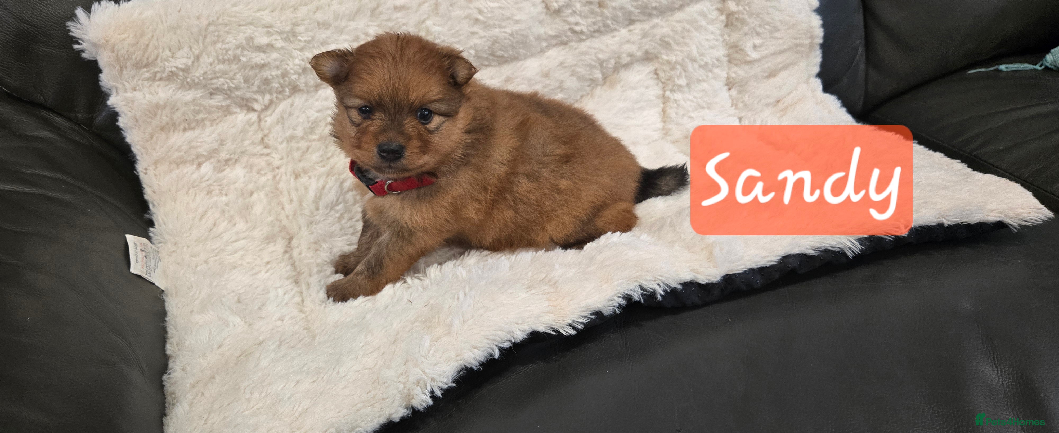 Pomeranian dogs Pretty cute Pomeranians  - Advert 3