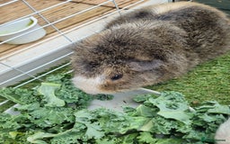 Guinea Pig rodents for sale: Male Guinea Pigs - Image 6