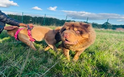 Shar Pei dogs for stud: Choc and tan top quality Sharpei stud  - Image 7