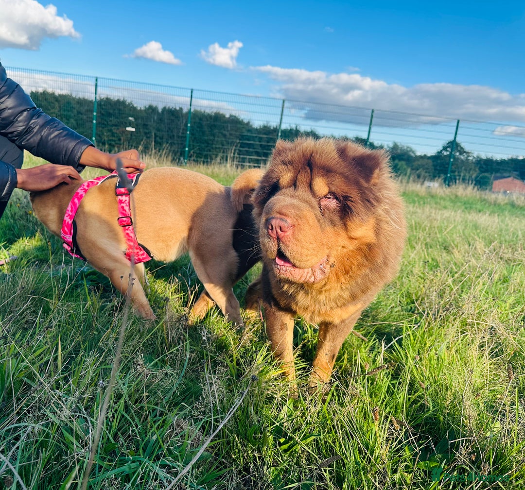 Shar Pei dogs for stud: Choc and tan top quality Sharpei stud  - Image 7
