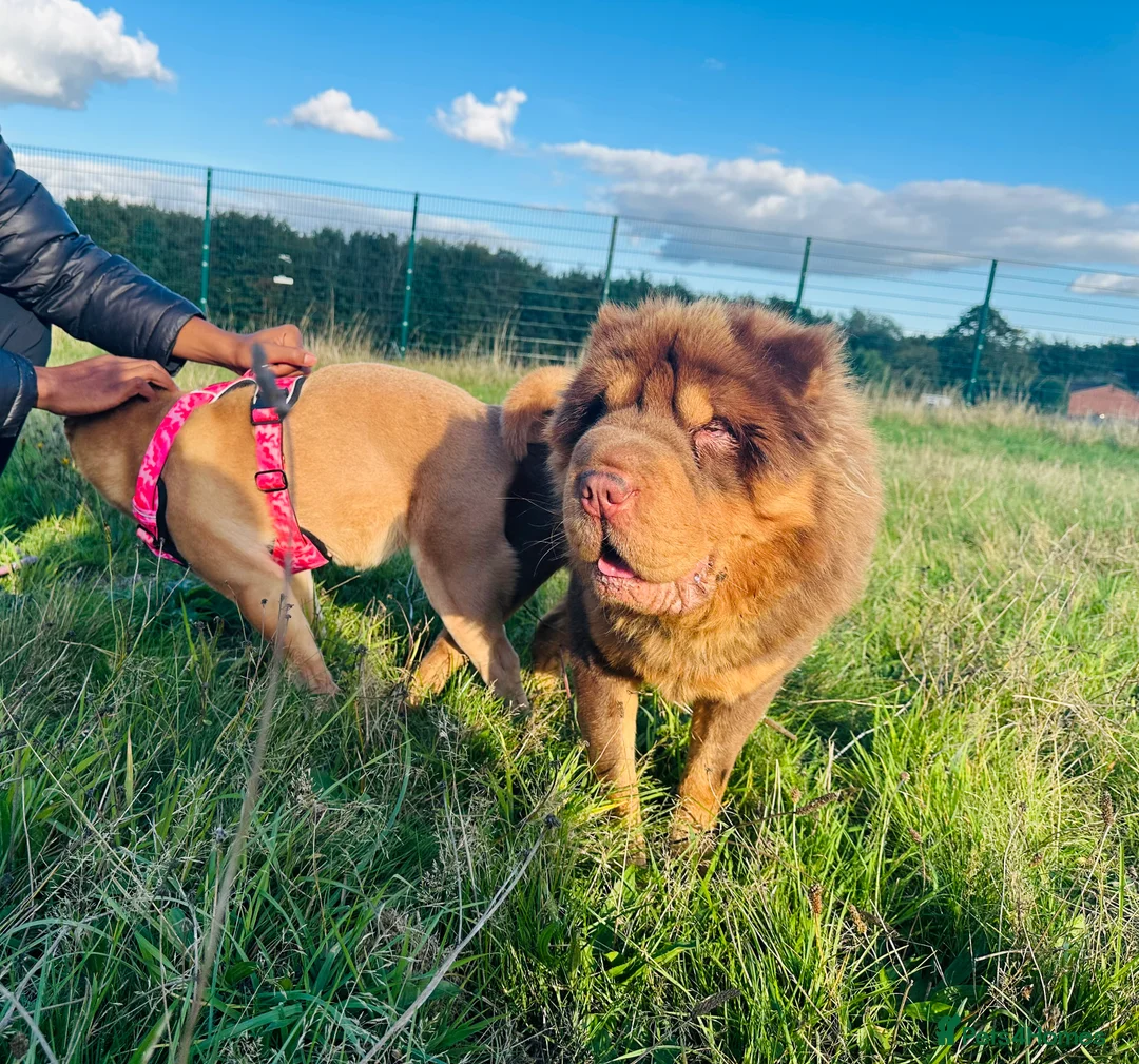 Shar Pei dogs for stud: Choc and tan top quality Sharpei stud  - Advert 7