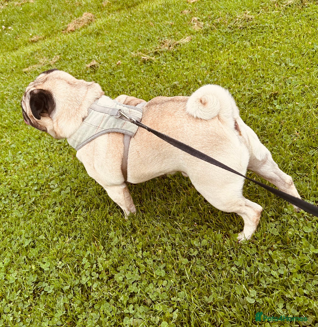 Pug dogs for sale: Hugo Male Full Breed Pug - Image 2