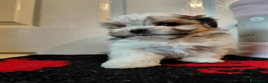 Biewer Terrier 3
