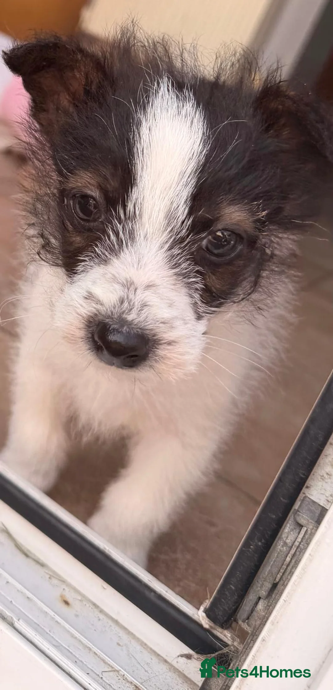 Jack Russell dogs for sale: Jack Russell puppies for sale, LAST BOY LEFT - Advert 2