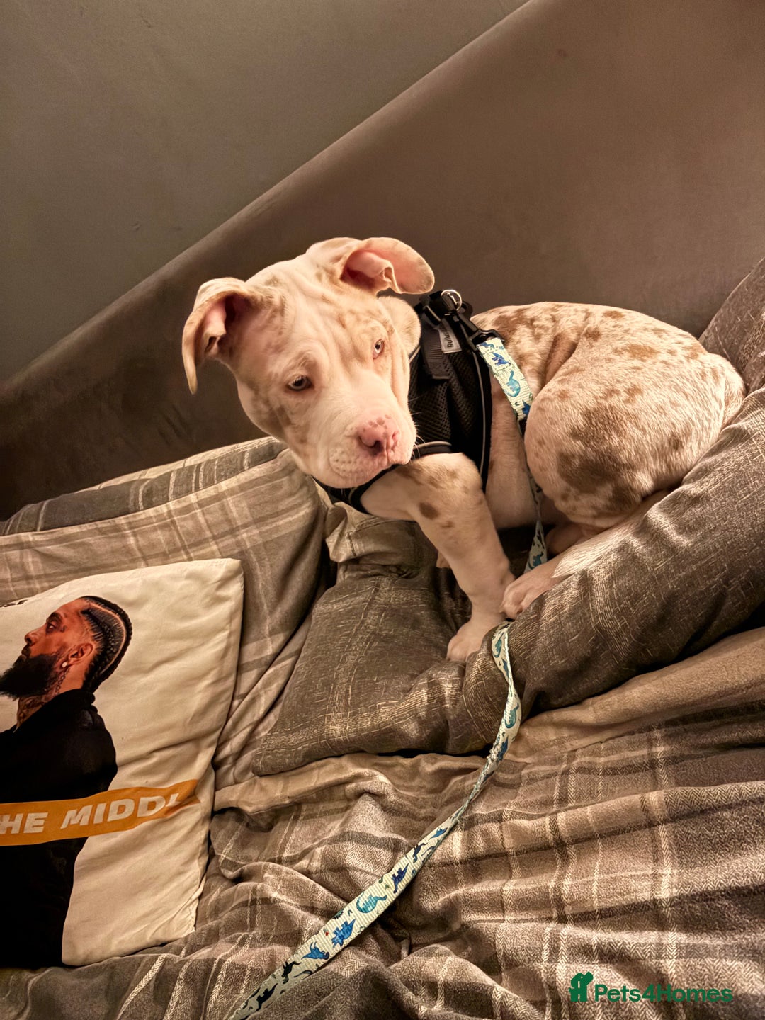 American Bully dogs for sale: Milo  - Image 6