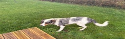 Border Collie dogs for stud: Collie cross blue healer - Advert 3