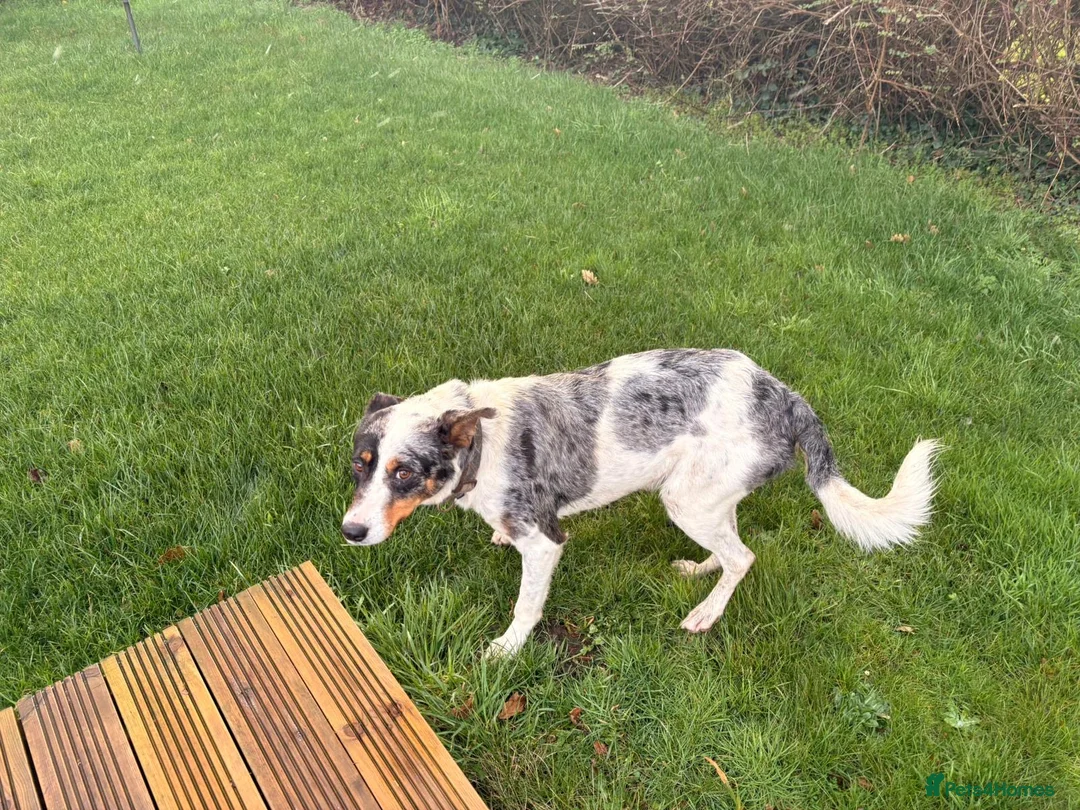 Border Collie dogs for stud: Collie cross blue healer - Advert 2
