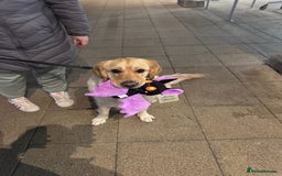 Golden Retriever dogs for sale: Gorgeous Show Type Golden Retrievers - Image 23