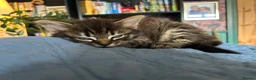 Mixed Breed cats for sale: 3 beautiful kitties. Playful and brave! - Advert 6