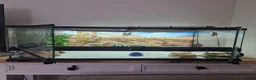 Leopard Gecko reptiles for sale: Beautiful leopard gecko ( with full set up) - Advert 6