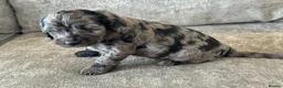 Cockapoo dogs for sale: MERL & CHOCOLATE F1COCKERPOOS HEALTH TESTED PARENT - Advert 15