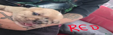 Mixed Breed Puppy 4