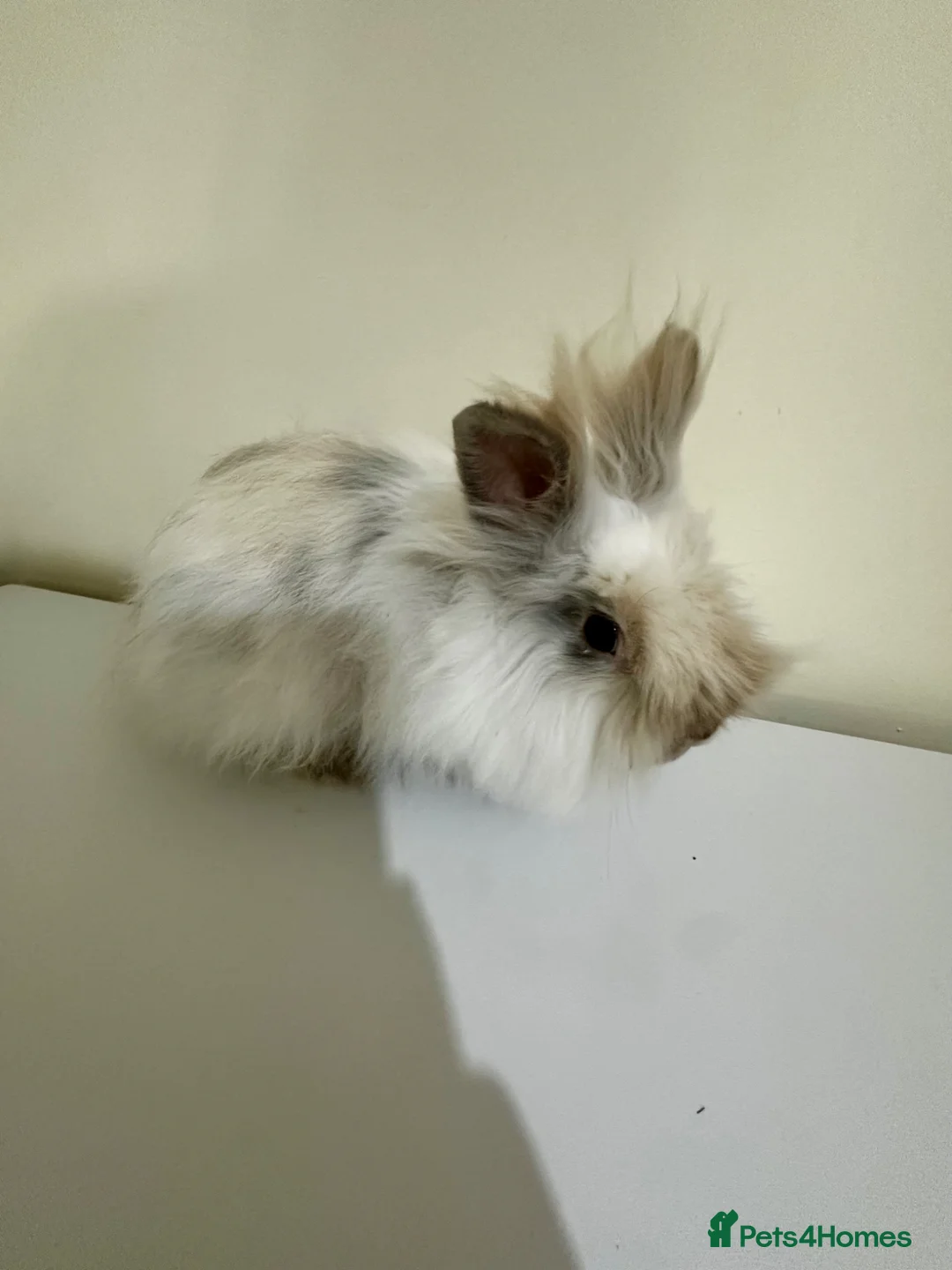 Angora rabbits for sale: Teddy Dwerg Male Litter Trained & Child Friendly - Advert 2