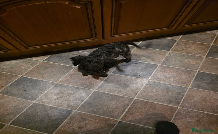 Jackapoo dogs Beautiful female jackapoo  - Advert 1