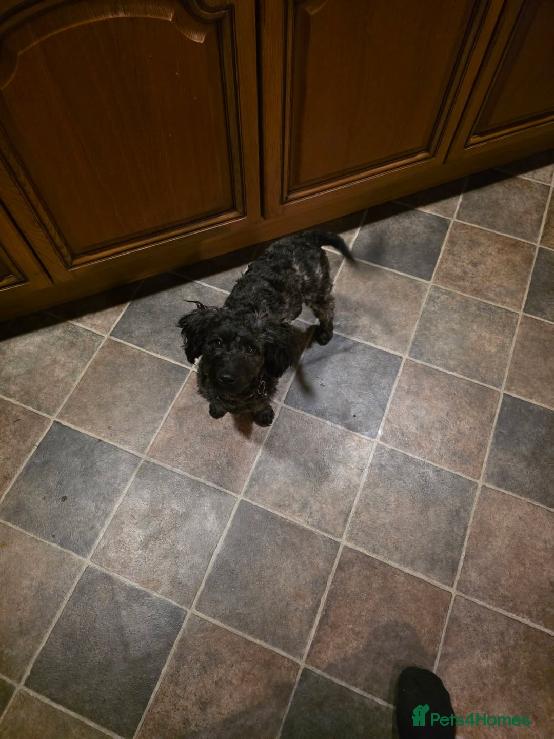 Jackapoo dogs for sale: Beautiful female jackapoo  - Advert 1