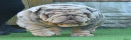 English Bulldog dogs for sale: Like Father Like Son 1 Male pup available in Burnley - Advert 16