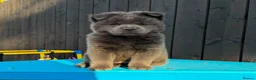 Chow Chow dogs for sale: Stunning Exotic colour chowski puppies for sale - Advert 31